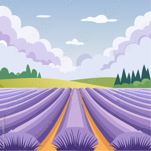 Rows of purple lavender flowers field.