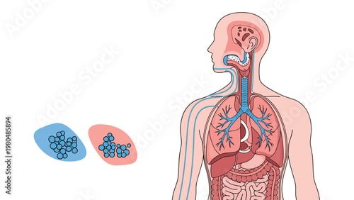 Detailed medical diagram illustrating the human respiratory system and lungs, accompanied by representations of bacterial and viral cells in clusters.