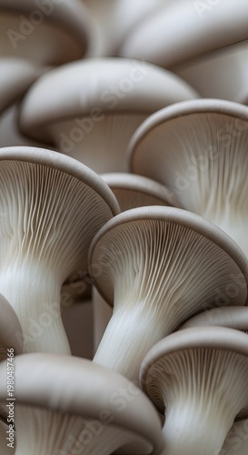 Fresh Raw Organic Oyster Mushrooms Close Up Texture.