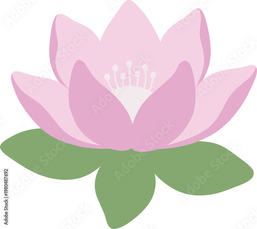 Beautiful Pink Lotus Flower Vector Illustration Isolated on White
