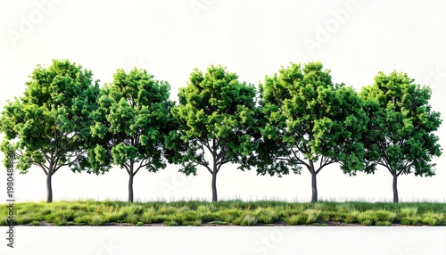 Five green leafy trees lined up on a grassy surface, against a bright white background