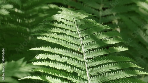 Southern Urals in summer: thickets of ferns on the banks of the Yuryuzan mountain river.