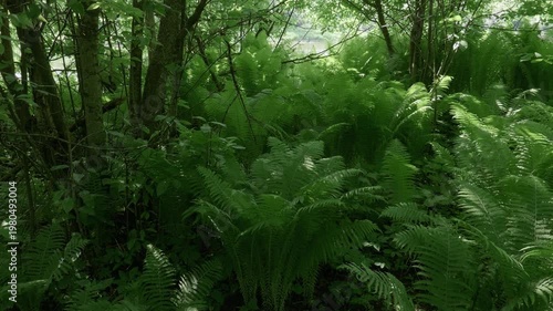 Southern Urals in summer: thickets of ferns on the banks of the Yuryuzan mountain river.