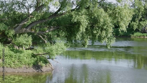 Southern Urals in summer: willow on the banks of the Yuryuzan mountain river.
