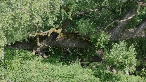 Southern Urals in summer: willow on the banks of the Yuryuzan mountain river.