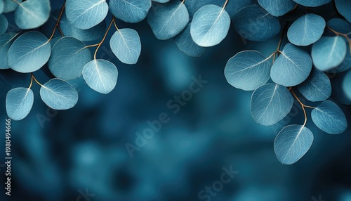 Beautiful eucalyptus leaves frame a dark blue background, botanical design. Perfect for nature-themed graphics, adding organic texture and visual interest.