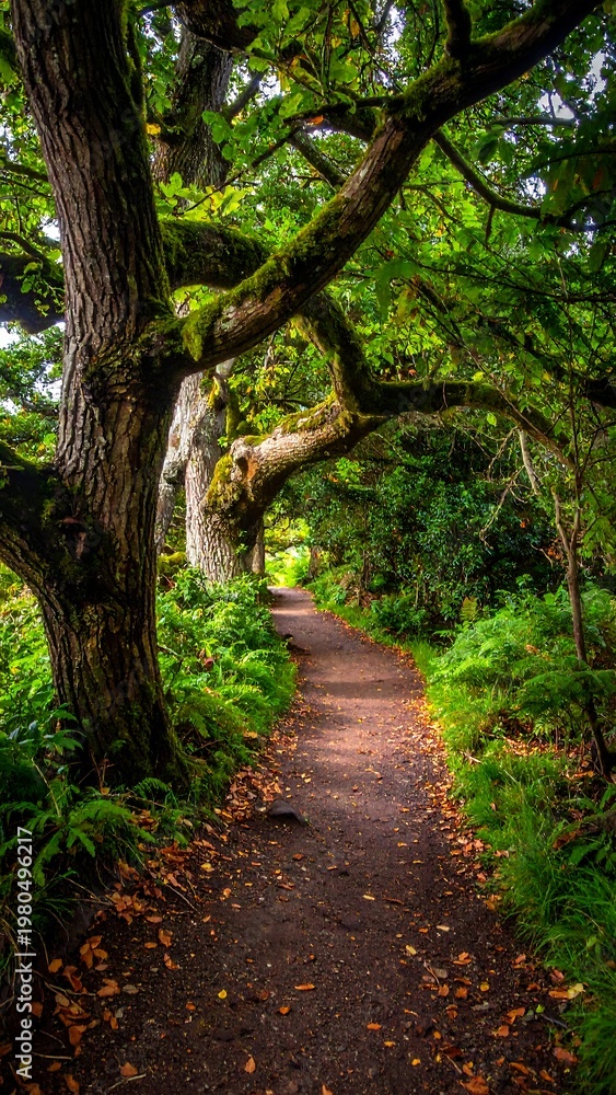 Fototapeta premium A narrow path curves through a lush, green forest, sunlight dappling the way. Overhanging branches form an arch