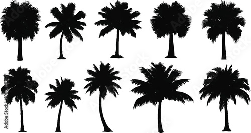 A collection of various black palm tree silhouettes representing tropical nature, summer vacations, and exotic botanical elements isolated on a white background.