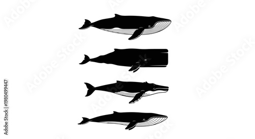Set of black whale species silhouettes on white