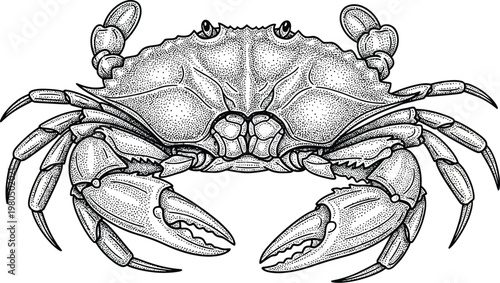 Crab illustration in engraving style, crustacean with claws vector isolated on white background