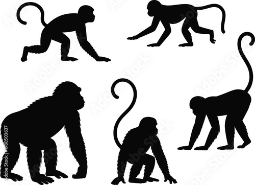 Monkey and gorilla silhouettes, primate illustration, animal poses, wildlife design, zoology art, jungle creatures, black silhouette, nature concept, educational artwork, biology sketch