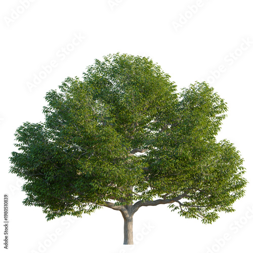 Cuadro en lienzo Castanea dentata tree, elevation, front view, cutout, transparent background, is