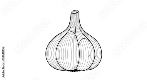 Detailed black and white line drawing illustration of a whole garlic bulb on a clean white background for kitchen design.