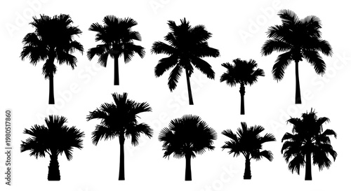 Palm trees black silhouette set with tropical leaves and trunks, various shapes and sizes, for design and decoration.
