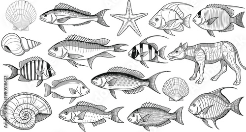 Fish Shells Starfish Marine Life Black and White Illustrations