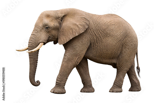 Tableau sur toile Closeup portrait of a gray elephant with wrinkled skin and curved tusks on png i