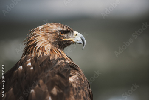 독수리, eagle