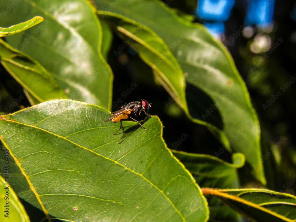 custom made wallpaper toronto digitalFly (Musca domestica) on green leaf in natural environment highlighting morphology and ecological role, highlighting key dipteran features such as reddish compound eyes