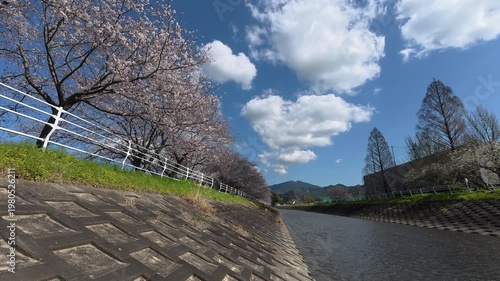 Japan cherry blossoms waking along the river