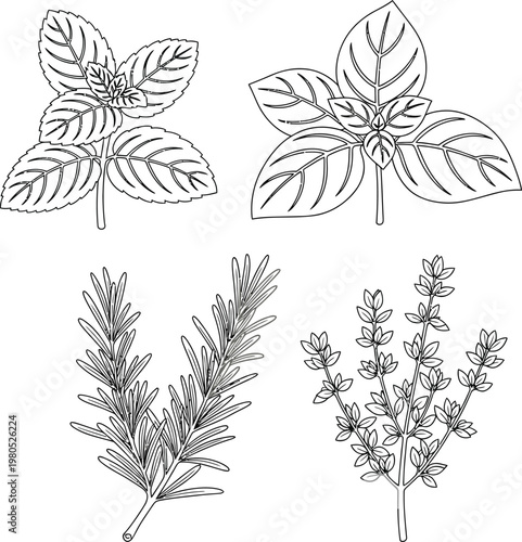 Hand Drawn Fresh Herbs Collection with Mint Basil Rosemary and Thyme Line Art
