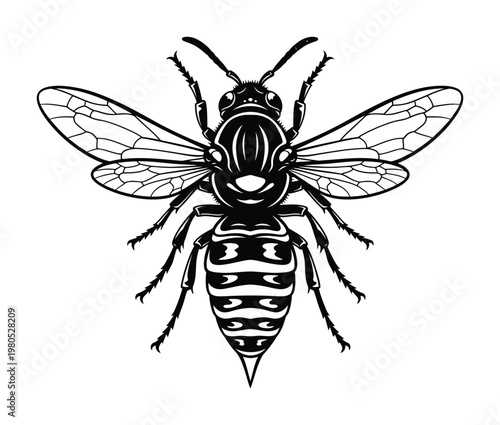 Vector of a large bee with spread wings and striped abdomen