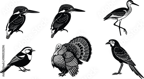 Black and white bird illustrations, detailed avian sketches, wildlife vector art, feather drawing, natural bird anatomy, cad drawing flat vector illustration