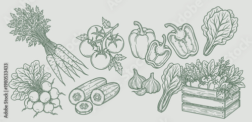 Hand drawn fresh vegetables set with harvest crate, organic garden produce, carrots, tomatoes, bell peppers, radish, cucumber, garlic, salad leaves, vegetarian food, line art illustration