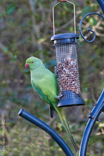 ring necked parakeet, Psittacula krameri, perched on a garden bird feeder feeding off the nuts. The sky as the background has space for copy text