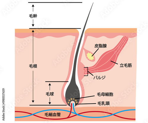 毛根　肌の断面図