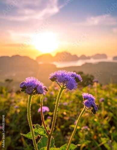 Focus on delicate purple blooms in a sun-kissed field with a stunning sunset over rolling hills and water. A warm, golden glow