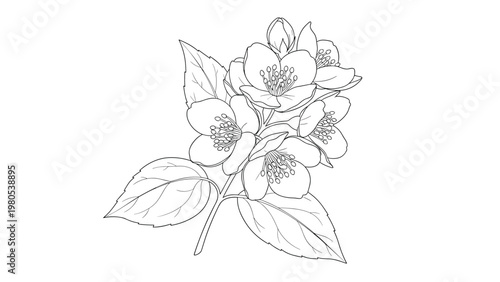 Delicate line drawing of jasmine flowers and leaves on a single branch presented as a clean botanical illustration on a white background.