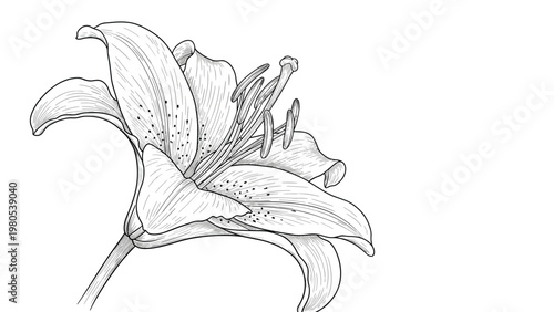 Detailed botanical illustration of a single lily flower with intricate line-art shading and spots on its petals over a plain white background.
