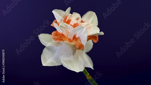 Double White And Orange Narcissus Flower On a purple Background