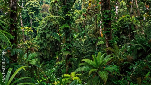 Thick rainforest interior with ferns and dense canopy growth