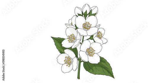 Detailed botanical illustration of a blooming jasmine branch with white flowers and green leaves on a white background.