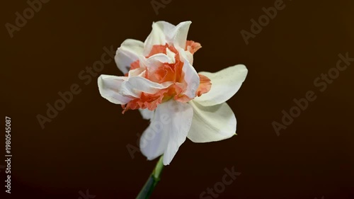 Double White And Orange Narcissus Flower On Brown Background