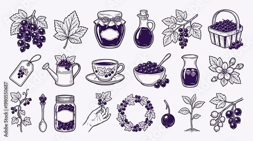 A collection of detailed illustrations of blackcurrants and related products, including berries, leaves, jam, oil, and beverages.