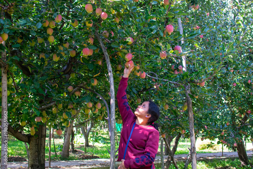 Tourist woman pick red apple over the tree at the apple farm in Pahalgam, Kashmir, India