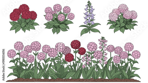 Detailed botanical illustration showcases different varieties of flowers in clusters and arranged in a garden row with green leaves.