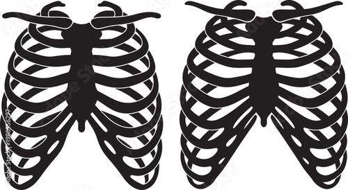 Human rib cage skeletal structure anatomical illustration of the chest bone system human body biology class x ray medical illustration vertebral column body part internal organs skeleton