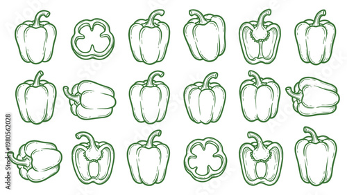 Green Bell Pepper Vector Set Hand Drawn Capsicum Illustrations Whole and Sliced Collection