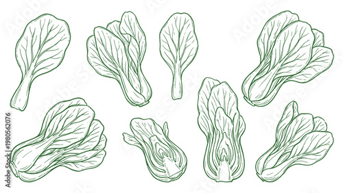 Bok Choy Vector Set Hand Drawn Pak Choi Chinese Cabbage Whole and Cut Collection