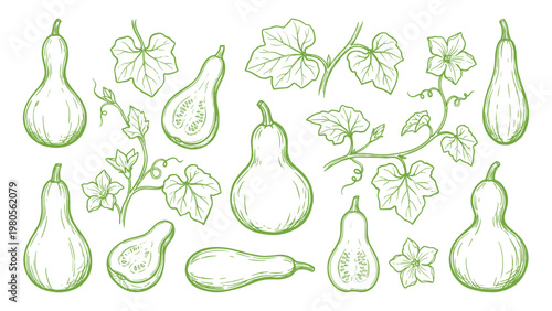 Bottle Gourd Vector Set Hand Drawn Calabash Lauki Illustrations Whole Cut and Plant Collection