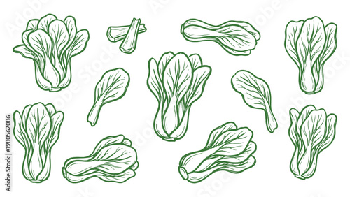Bok Choy Vector Set Hand Drawn Chinese Cabbage Pak Choi Illustrations Collection