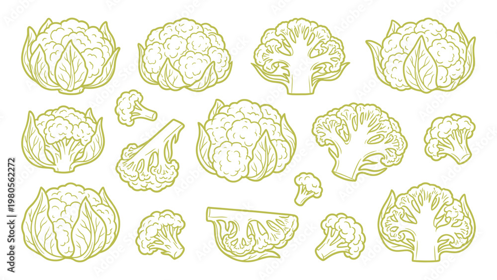 Obraz premium Cauliflower Vector Set Hand Drawn Cauliflower Heads Florets and Slices Collection