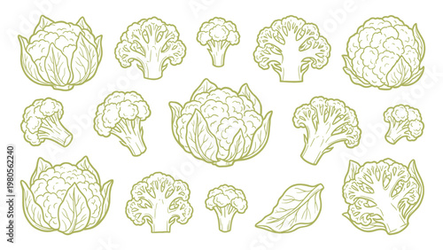 Cauliflower Vector Set Hand Drawn Cauliflower Heads and Florets Collection