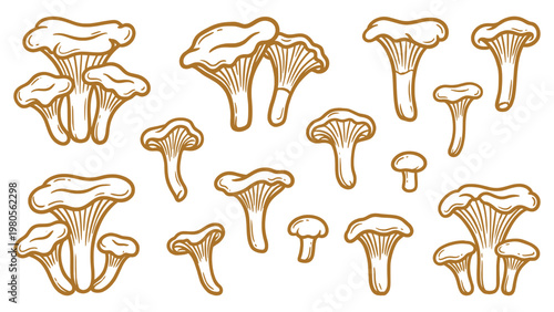 Chanterelle Mushroom Vector Set Hand Drawn Chanterelle Mushrooms Cluster and Single Collection