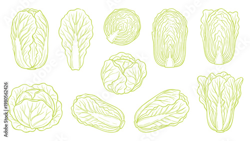Chinese Cabbage Napa Cabbage Variety Vector Set Hand Drawn Leafy Vegetable Collection