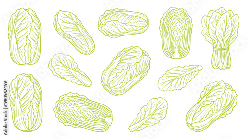 Chinese Cabbage Napa Cabbage Vector Set Hand Drawn Leafy Vegetable Collection