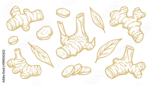 Galangal Vector Collection Hand Drawn Galangal Root Slices and Leaves Botanical Set